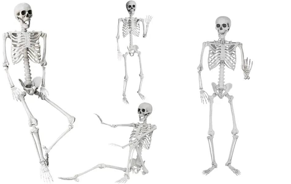 Hanging Skeleton – 5ft Life Size — image 1 of 4